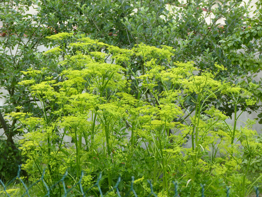 Pastinaca sativa ssp sylvestris photo